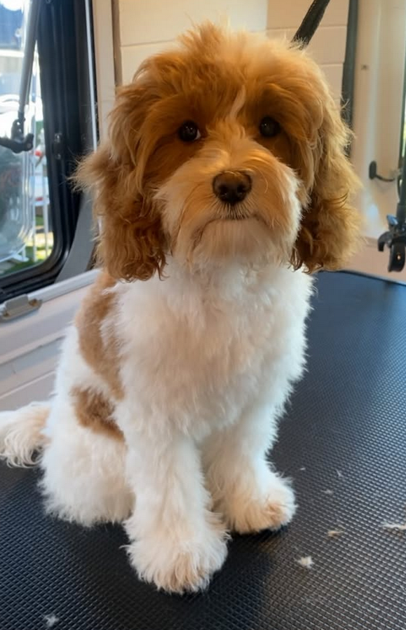 another dog